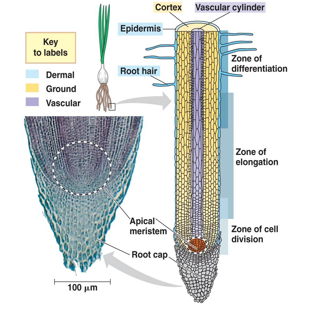 15319943744931133xec.png 16.png